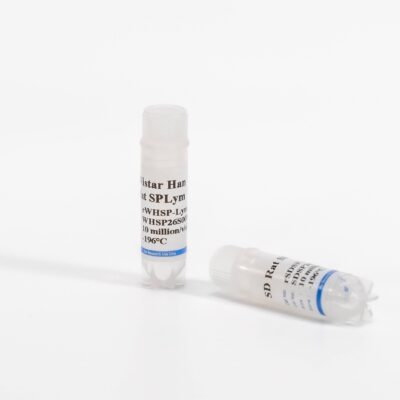 Rat Splenic Lymphocytes