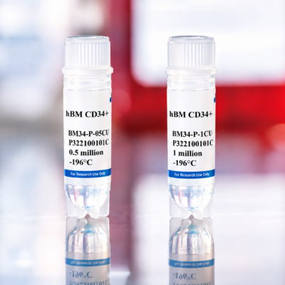 Human Bone Marrow CD34+ Cells