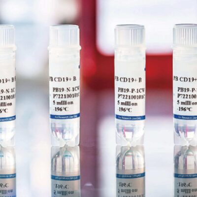 Human Peripheral Blood CD19+ B Cells