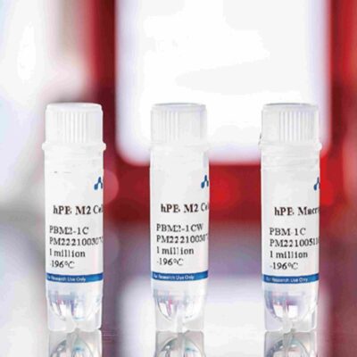 Human Peripheral Blood Macrophages