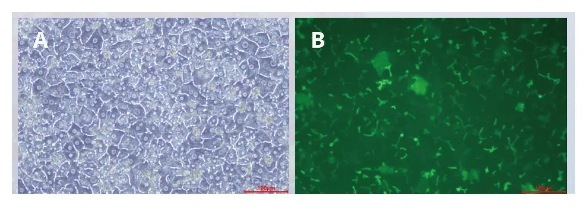 SD rat plateable hepatocytes with bile canaliculi and CDFDA uptake in sandwich culture