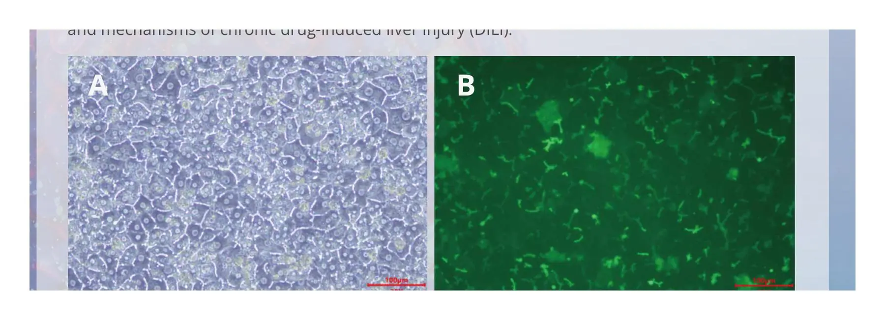 SD rat sandwich-cultured plateable hepatocytes showing bile canaliculi and CDFDA uptake on day 3